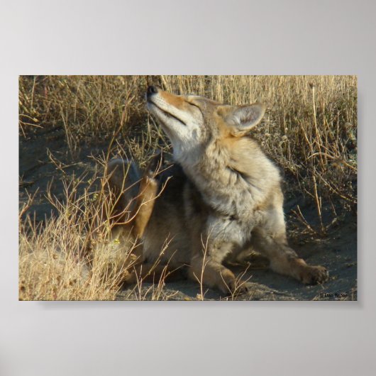 R17 Coyote Krabt Poster (Voorkant)
