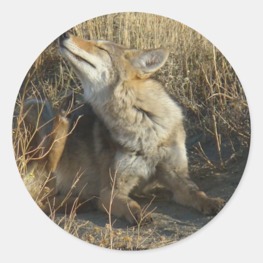 R17 Coyote Krabt Ronde Sticker (Voorkant)