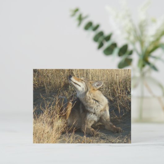 R17 Coyote kraken Briefkaart (Staand voorkant)