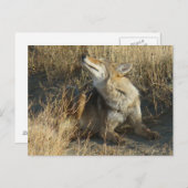 R17 Coyote kraken Briefkaart (Voorkant / Achterkant)