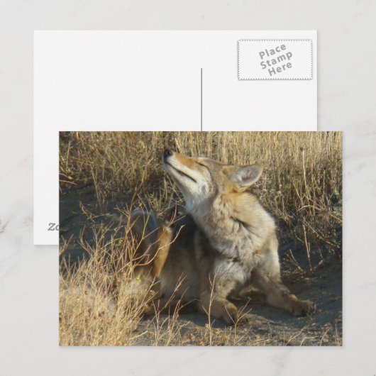 R17 Coyote kraken Briefkaart (Voorkant / Achterkant)