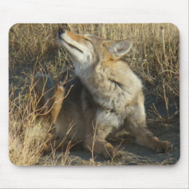 R17 Coyote kraken Muismat