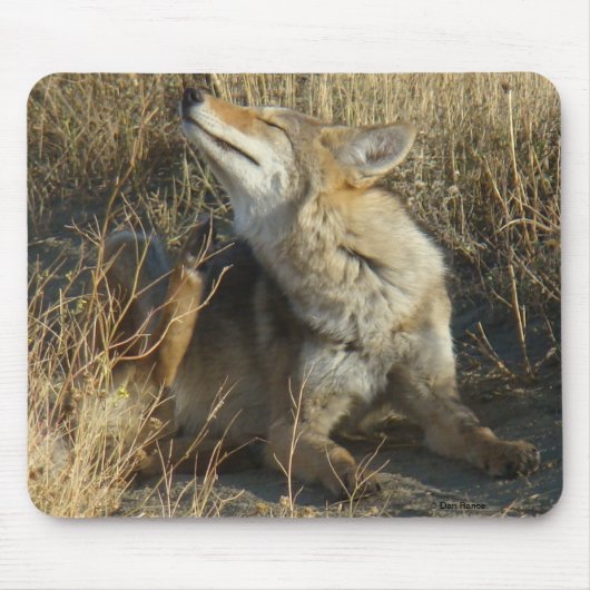 R17 Coyote kraken Muismat (Voorkant)