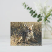 R18 Coyote Laying Briefkaart (Staand voorkant)