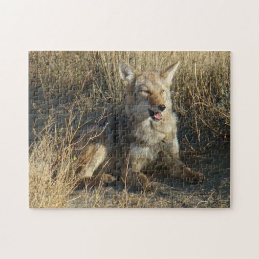 R18 Coyote Laying Legpuzzel (Horizontaal)