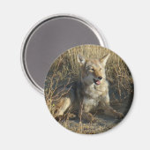 R18 Coyote Laying Magneet (Voorkant / Achterkant)