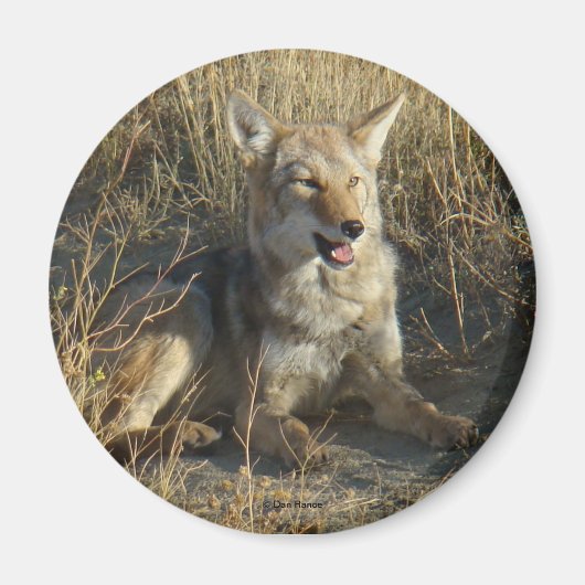 R18 Coyote Laying Magneet (Voorkant)
