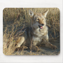 R18 Coyote Laying Muismat