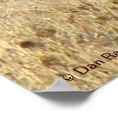 R18 Coyote Laying Poster (Hoek)