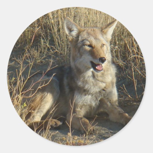 R18 Coyote Laying Ronde Sticker (Voorkant)