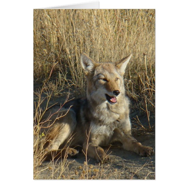 R18 Coyote Liggend (Voorkant)