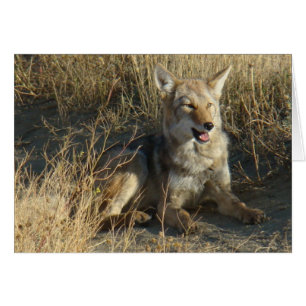 R18 Coyote Liggend