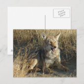 R18 Coyote Liggend Briefkaart (Voorkant / Achterkant)