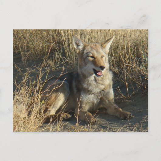 R18 Coyote Liggend Briefkaart (Voorkant)