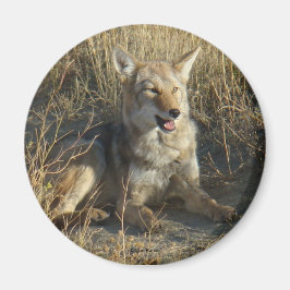 R18 Coyote Liggend Magneet