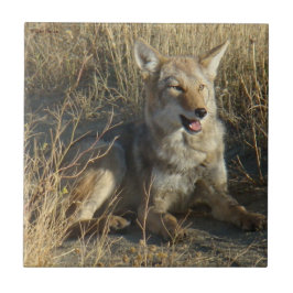 R18 Coyote Liggend Tegeltje