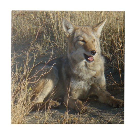 R18 Coyote Liggend Tegeltje (Voorkant)