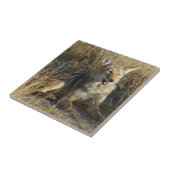 R18 Coyote Liggend Tegeltje (Zijkant)