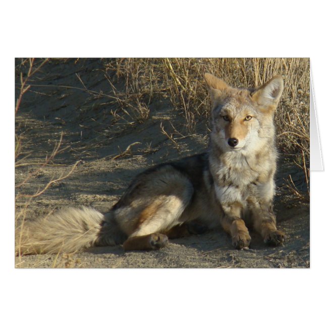 R19 Coyote Laying (Voorkant Horizontaal)