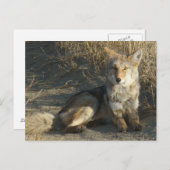 R19 Coyote Laying Briefkaart (Voorkant / Achterkant)