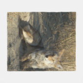 R19 Coyote Laying Fleece Deken (Voorkant (Horizontaal))