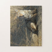 R19 Coyote Laying Legpuzzel (Verticaal)