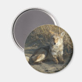 R19 Coyote Laying Magneet (Voorkant / Achterkant)