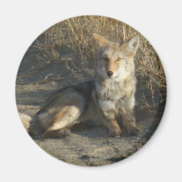 R19 Coyote Laying Magneet