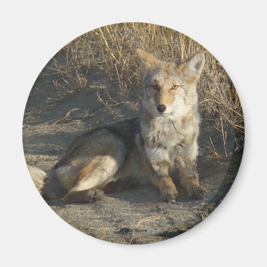 R19 Coyote Laying Magneet (Voorkant)