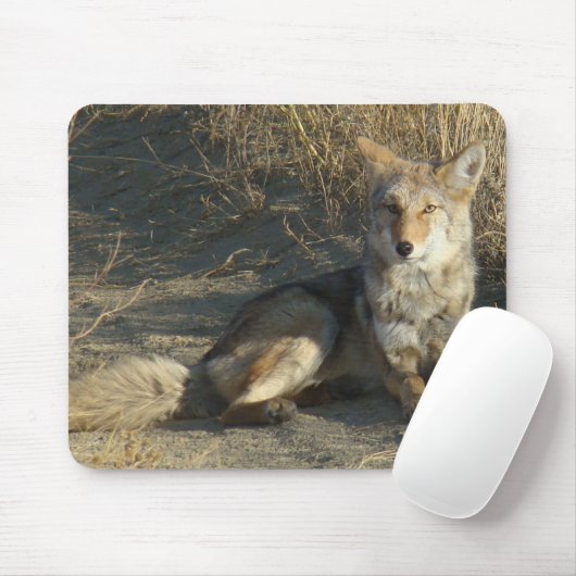 R19 Coyote Laying Muismat (Met muis)