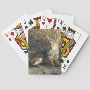 R19 Coyote Laying Pokerkaarten