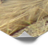 R19 Coyote Laying Poster (Hoek)