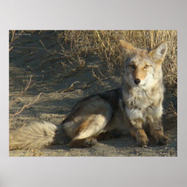 R19 Coyote Laying Poster