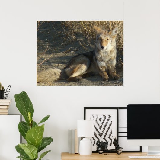 R19 Coyote Laying Poster (Thuiskantoor)