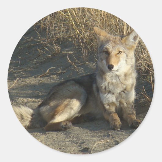 R19 Coyote Laying Ronde Sticker (Voorkant)