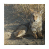 R19 Coyote Laying Tegeltje (Voorkant)