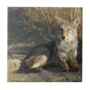 R19 Coyote Laying Tegeltje