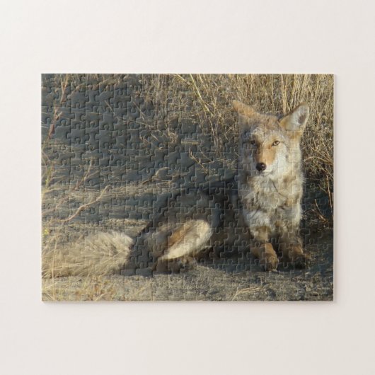 R19 Coyote Liggend Legpuzzel (Horizontaal)