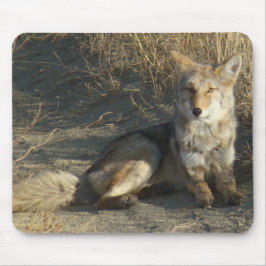 R19 Coyote Liggend Muismat