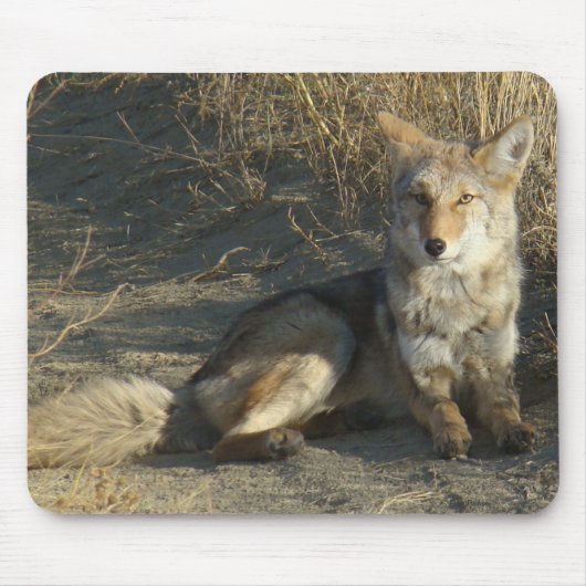 R19 Coyote Liggend Muismat (Voorkant)