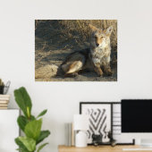 R19 Coyote Liggend Poster (Thuiskantoor)