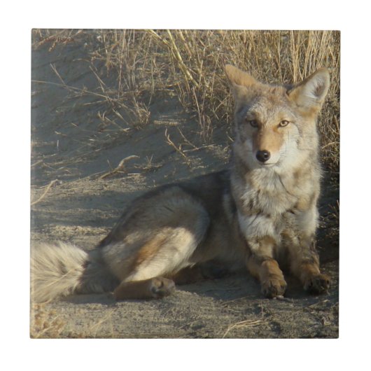 R19 Coyote Liggend Tegeltje (Voorkant)