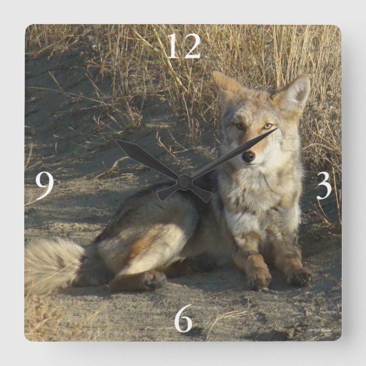 R19 Coyote Liggend Vierkante Klok (Voorkant)