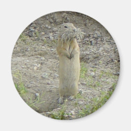 R1 Gopher Richardson's Grondeekhoorn Magneet