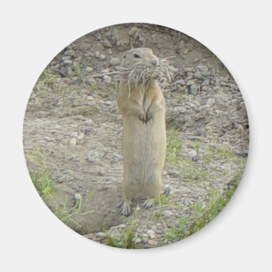 R1 Gopher Richardson's Grondeekhoorn Magneet (Voorkant)