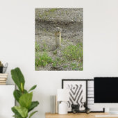R1 Richardsons Grondschelhoorn Poster (Thuiskantoor)