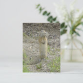 R1 Richardson's Grondsquirrel Briefkaart (Staand voorkant)
