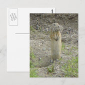 R1 Richardson's Grondsquirrel Briefkaart (Voorkant / Achterkant)