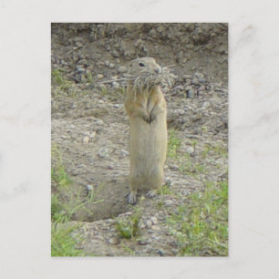 R1 Richardson's Grondsquirrel Briefkaart
