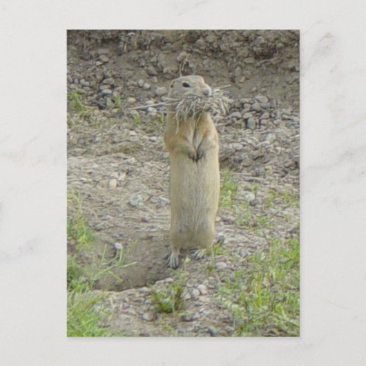 R1 Richardson's Grondsquirrel Briefkaart (Voorkant)